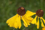 Oldfield sneezeweed